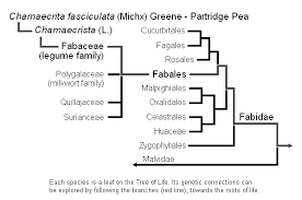 Image result for Huaceae