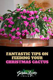 Pin On Holiday Cactus