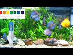 how to check and increase or decrease ph of your aquarium in