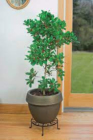 Check spelling or type a new query. Fruiting The Miracle Berry Synsepalum Dulcificum