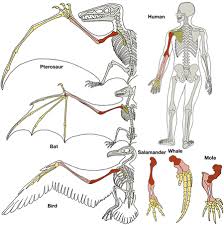 Human muscle system, the muscles of the human body that work the skeletal system, that are under voluntary control, and that are concerned with movement, posture, and balance. The Secret Of The Turtle Shell Riken