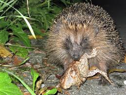 Getting rid of this scourge is easy enough, spray the plants with neem oil. European Hedgehog Diet Feeding Behaviour Diet Composition Wildlife Online