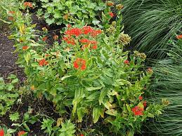 Check spelling or type a new query. Hd Wallpaper Burning Love Flower Blossom Bloom Red Lychnis Chalcedonica Wallpaper Flare