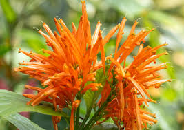 Image result for Justicia spicigera