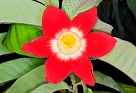 Image result for Uvaria