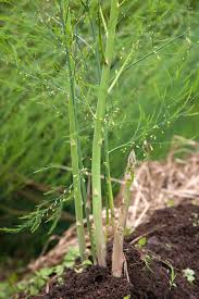 Image result for Asparagus