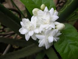Pin On Flowers In The Philippines