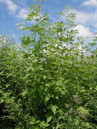 Image result for Vitex mombassae