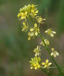 Image result for Erucastrum