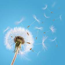 Dandelion Seeds Blown In The Sky Overblown Dandelion With Seeds Flying Away Wit Sponsored Blown Sky Dandel Dandelion Seed Dandelion Dandelion Flowers