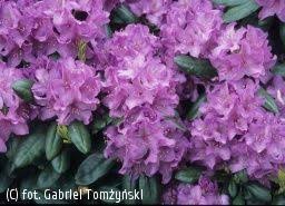 Rozanecznik Catawbiense Borsault Rhododendron Catawbiense Boursault Krzewy