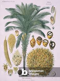 Image result for Usteria guineensis