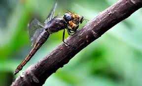 Learn why some bees drink nectar and why other bees gather pollen. Do Dragonflies Eat Bees Quora