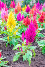 Use a shopping portal to earn more rewards. 15 Best Annual Flowers Annual Flowers List