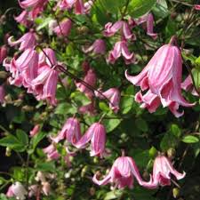 Clematis Texensis Etoile Rose Friedrich M Westphal Clematiskulturen Garten Pflanzen Blumen Stauden Stauden Pflanzen