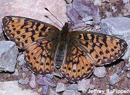 Image result for Blotiella currorii