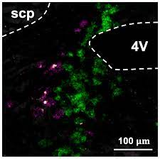 Nutrients | Free Full-Text | The Mesencephalic Trigeminal Nucleus Controls  Food Intake and Body Weight via Hindbrain POMC Projections
