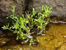 Image result for Montia