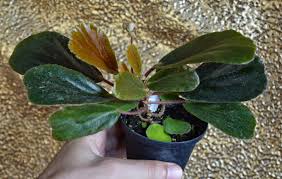Image result for Begonia kisuluana