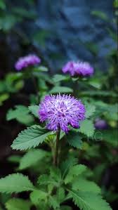 Image result for Astripomoea malvacea