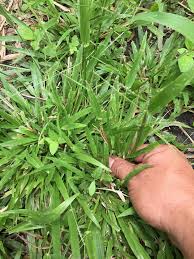 Mengobati bisul dengan buah bisul saya nggak tau apa nama buah ini di daerah anda bisul mengering dengan cepat. Petua Ibu Ubat Bisul Kalau Orang Tahu Ia Adalah Facebook