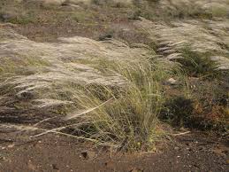 Image result for Stipagrostis