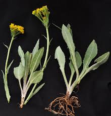 Image result for Senecio hochstetteri