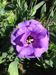 Image result for eustoma lisianthus in garden