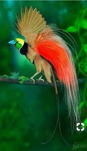 Rajska Ptica Birds Beautiful Birds Pet Birds Most Beautiful Birds
