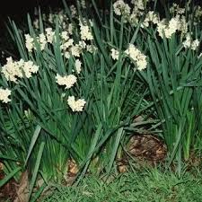Image result for Iridaceae