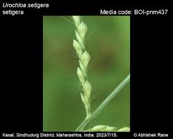 Image result for Urochloa arrecta