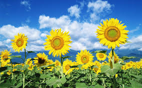 Mei mei menyanyi lagu bunga matahari Gambar Bunga Matahari Versi Kartun Pickini