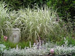 Each has its own distinct look and personality but all are. Miscanthus Sinensis Cosmopolitan The Garden Of Eaden