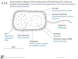 Draw a labelled diagram of prokaryotic cell. Http Sciencevideos Wordpress Com Draw The Core 132 2 1draw