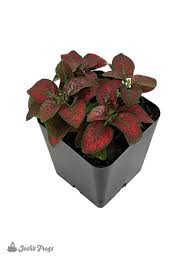 Image result for Hypoestes sp. aff. aristata B