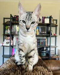 My little stud! 🤍