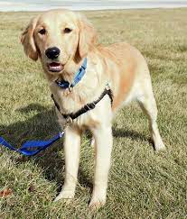 Check spelling or type a new query. Harry A Golden Retriever For Adoption Through Golden Retriever Rescue Resource Serving Ohio Michigan And Golden Retriever Golden Retriever Rescue Retriever