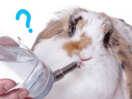 This not only applies to us humans but also for our pets. Why Is My Rabbit Not Drinking Water Clever Pet Owners