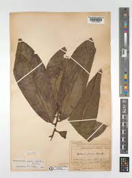 Image result for Uvariodendron