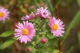 In warm tropical climates, the tree may stay green throughout the year. Photo View