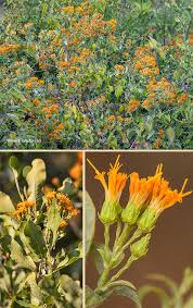 Image result for Distephanus divaricatus