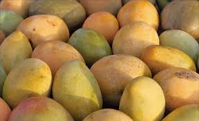 Julie Mangoes Fruit Ripening Fruit Jamaica Food