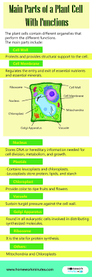 Main Parts Of A Plant Cell With Functions Plant Cell Structure In 2020 Plant Cell Parts Of A Plant Plant Cell Structure