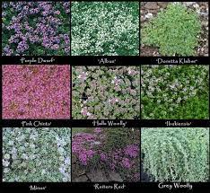Creeping Thyme Combo Creeping Thyme Ground Cover Plants Plants