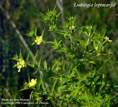 Image result for Ludwigia leptocarpa