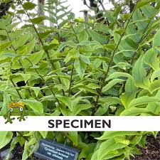 Image result for Cyrtorchis glaucifolia