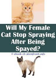 13 Exquisite Cat Spray Stop Cat Spray Male Cat Spraying Flea Spray For Cats
