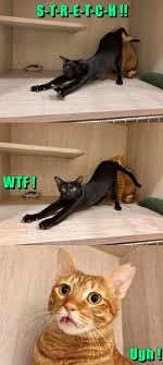 Pin By Ashleigh Boyd On Animal Humour Animals Funny Cats Cute Funny Animals Funny Cat Pictures