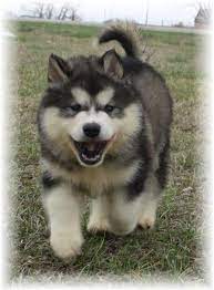 We did not find results for: Giant Alaskan Malamute Cost Pets Lovers