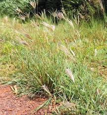 Image result for Chloris